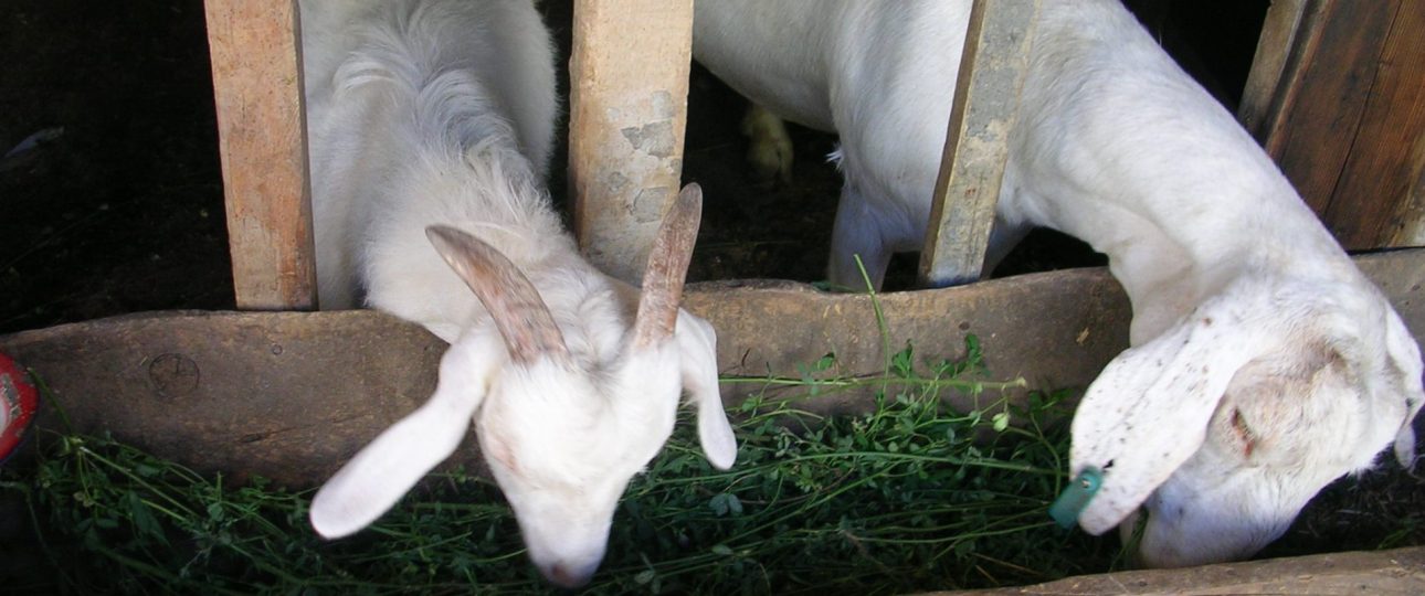 一緒に一度は行くべき　ウイグル