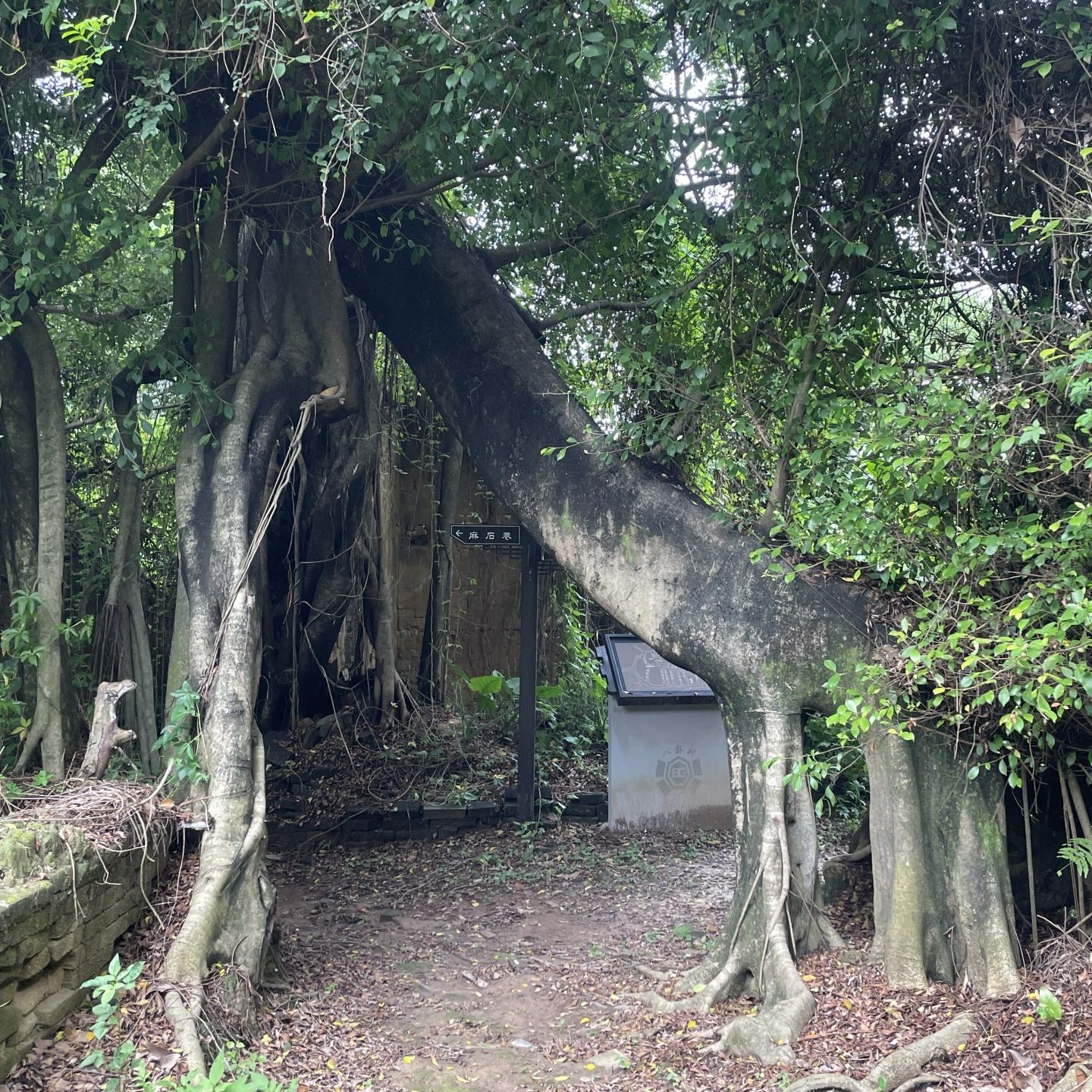 広東　旅行
